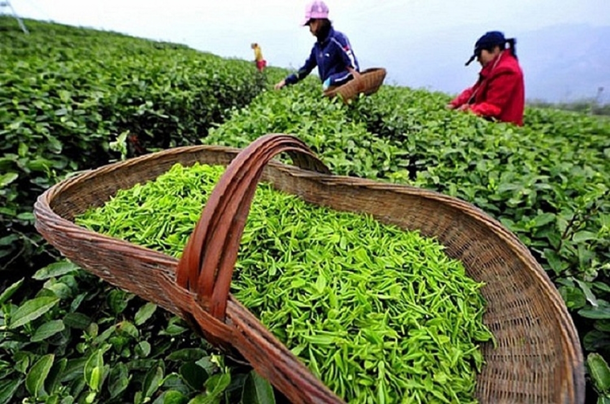 Tea exports fetch US$50 million over four-month period